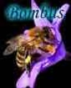 Bombus 5